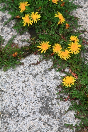拍花