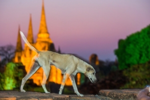 泰國古都大城(Ayuttaya)