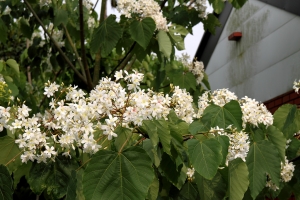 銅鑼桐花公園