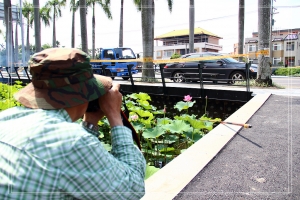 蓮與荷與鳥(圖超多)