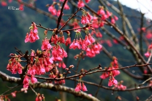 交作業囉......山櫻花篇