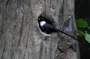 香港公園- 新手26號打鳥記