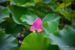 中興新村蓮花池