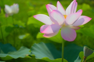 觀音蓮花