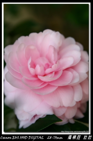 香山茶花