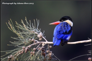 第一次去金門拍鳥@毒魔兔