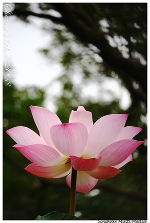 沒有陽光的蓮花夏天好悶熱
