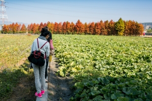 后里泰安-落羽松