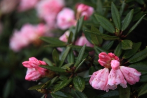 玉山杜鵑花