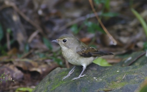 野柳拍鳥行