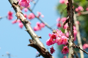 2011 三芝櫻花季