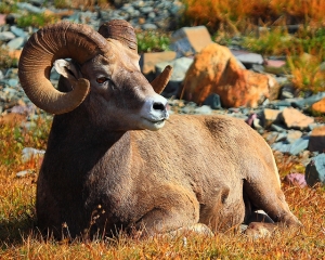 Bighorn Sheep (大角羊)