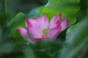 回頭看一下...荷花還在