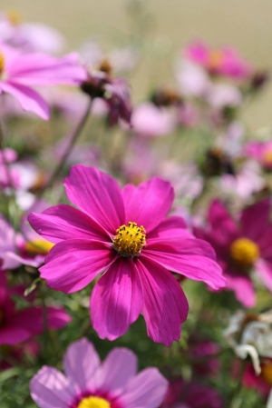 予晴予潔～台南百花祭