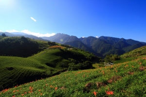 六十石山金針花