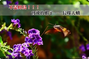 【隨意亂拍吧】不是蜂鳥！！！會飛的蝦子－－長喙天蛾