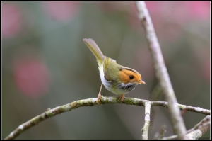 EF 400mm f5.6-2012飛羽記錄