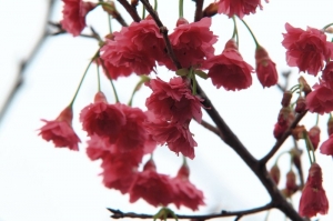 2013陽明山花季