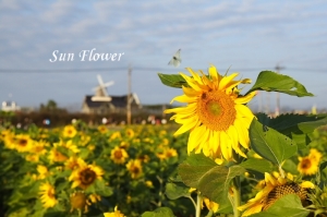 2007 新社花海