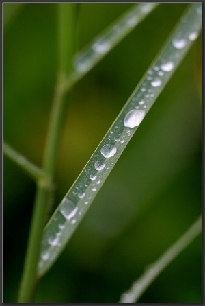 20140720 早晨的露珠