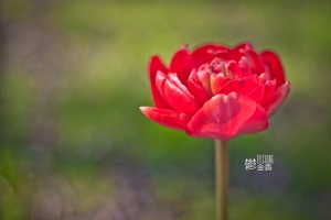 ::: Tulips 鬱金香 by DV :::