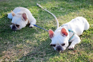 一顆餅乾鏡 拍小狗^^