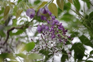 紫藤楝花香 一