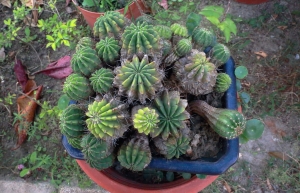 :::藥用植物2013_11  _jyp.