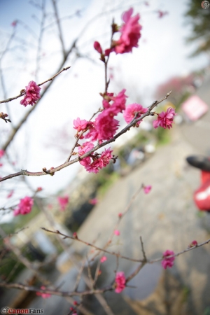 2013 新社櫻花祭...地點:新社區公所 602空騎旅前方