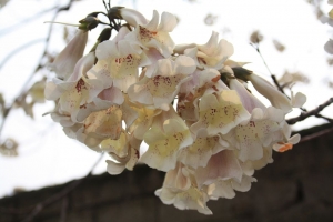 南嶽橫山的花草