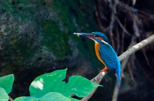 公園裡的鳥-小翠餵食秀