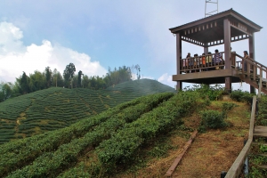 大崙山(銀杏森林.茶園)