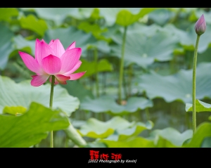 竹科靜心湖荷花(一朵?!)