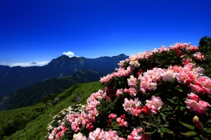 高山杜鵑