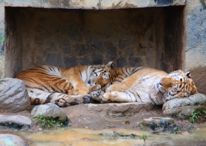 連假的動物園旅拍(下)新竹市立動物園