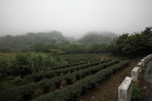 初訪小粗坑古道賞桐