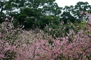 櫻之花  短暫且絢爛