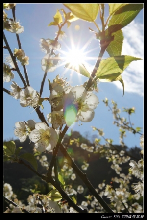 信義鄉..梅領風騷