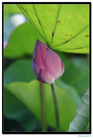 7.11 新埔荷花隨拍