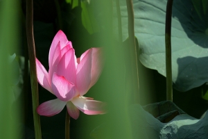 花語生態