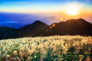 2012﹣大屯山之"金"芒草