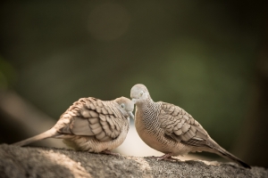 珍惜所愛(攝於香港公園)