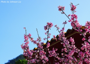 櫻花巷