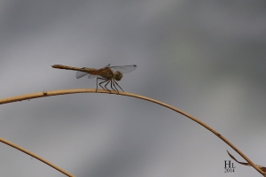 蜻蜓/細蟌微距 --- Howado