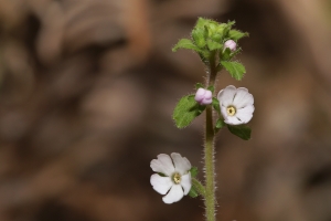 報春花科 施丁草 Stimpsonia chamaedryoides