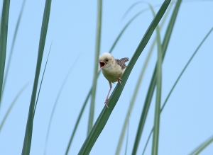 456打鳥記 - 黃頭扇尾鶯