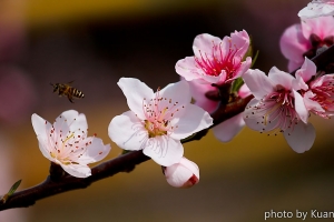 桃花園．尖石