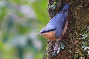 小白IS 打鳥記 - 茶腹鳲情緣
