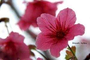 巧遇天元宮吉野櫻