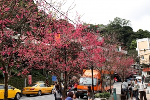 烏來瀑布公園 櫻花